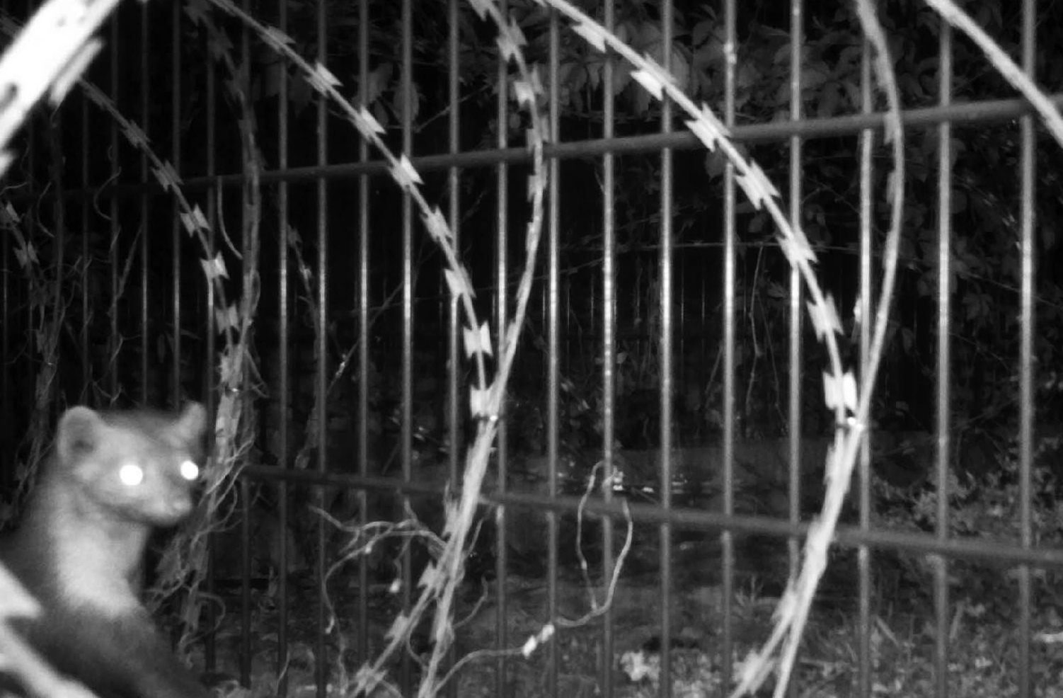 Arnaud Théval &quot;Histoire animale de la prison&quot; (2021-2025)