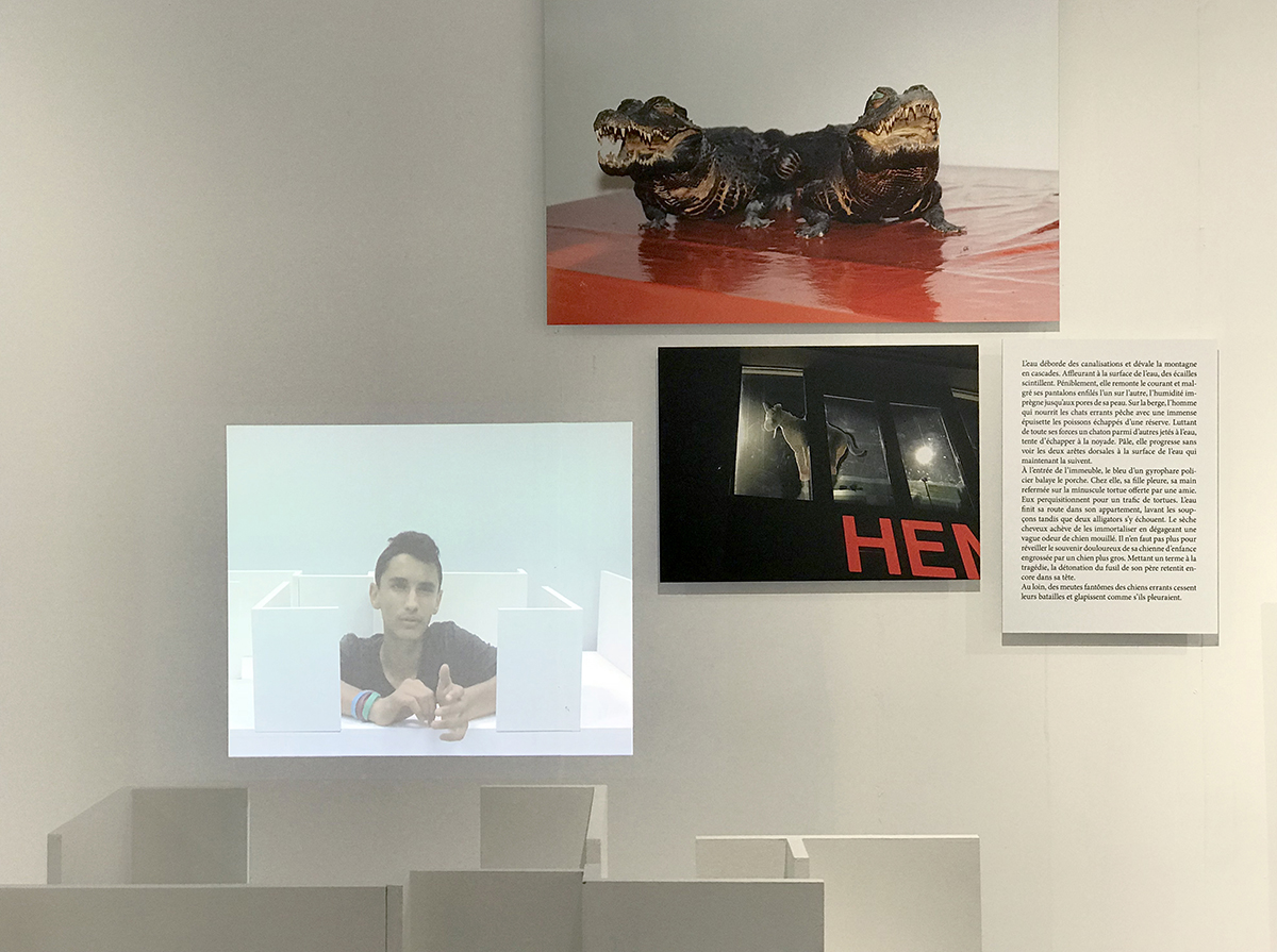 La cage aux oiseaux (trompe la mort !) 2018. Installation format variable (photos, affiches, lettres, maquette et vidéo). Centre Photographique Marseille.