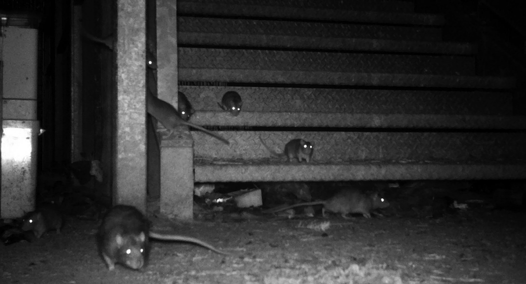 Arnaud Théval "Histoire animale de la prison" (2022) piège photo.