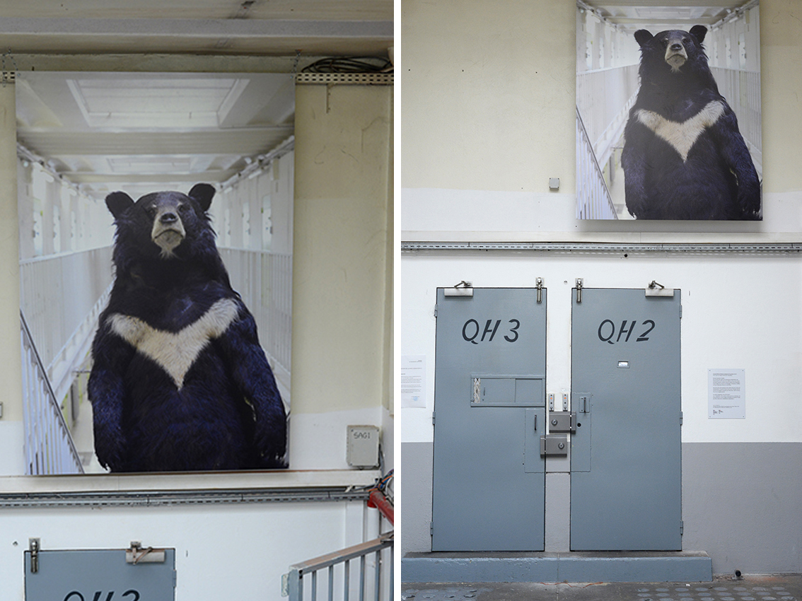Arnaud Théval &quot;Histoire animale de la prison&quot; (2023) maison d’arrêt de Chambéry. Tirage sur dibon format 150 x 220 cm.
